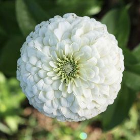 Benary's Giant White, Zinnia Seeds